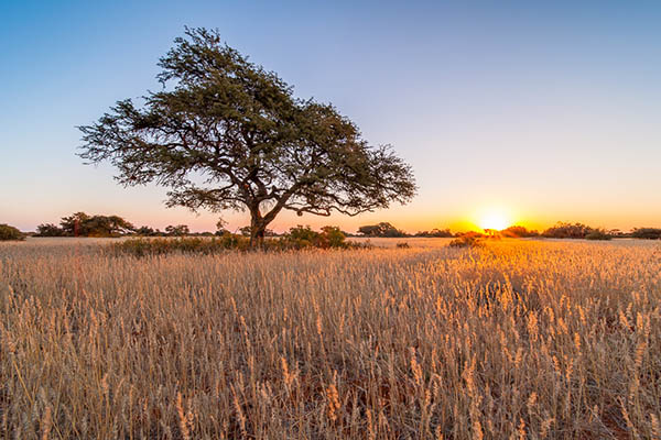 Savanna sunset